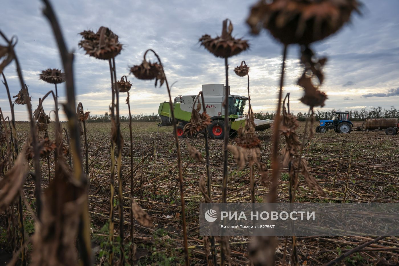 Уборка подсолнечника в Краснодарском крае