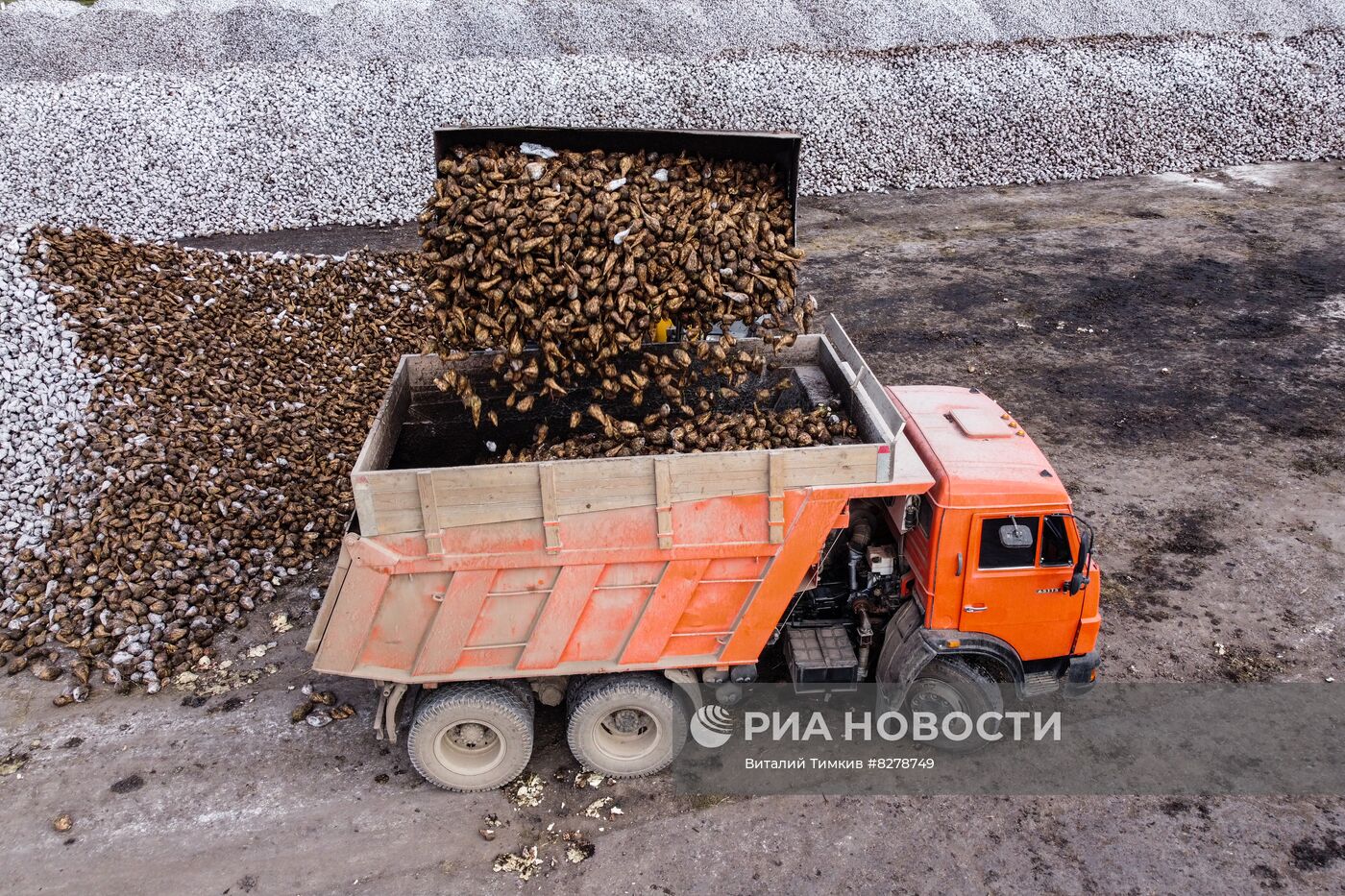 Производство сахара в Краснодарском крае