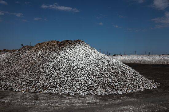 Производство сахара в Краснодарском крае