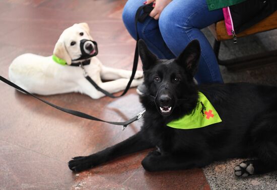 Подготовка собак - проводников 