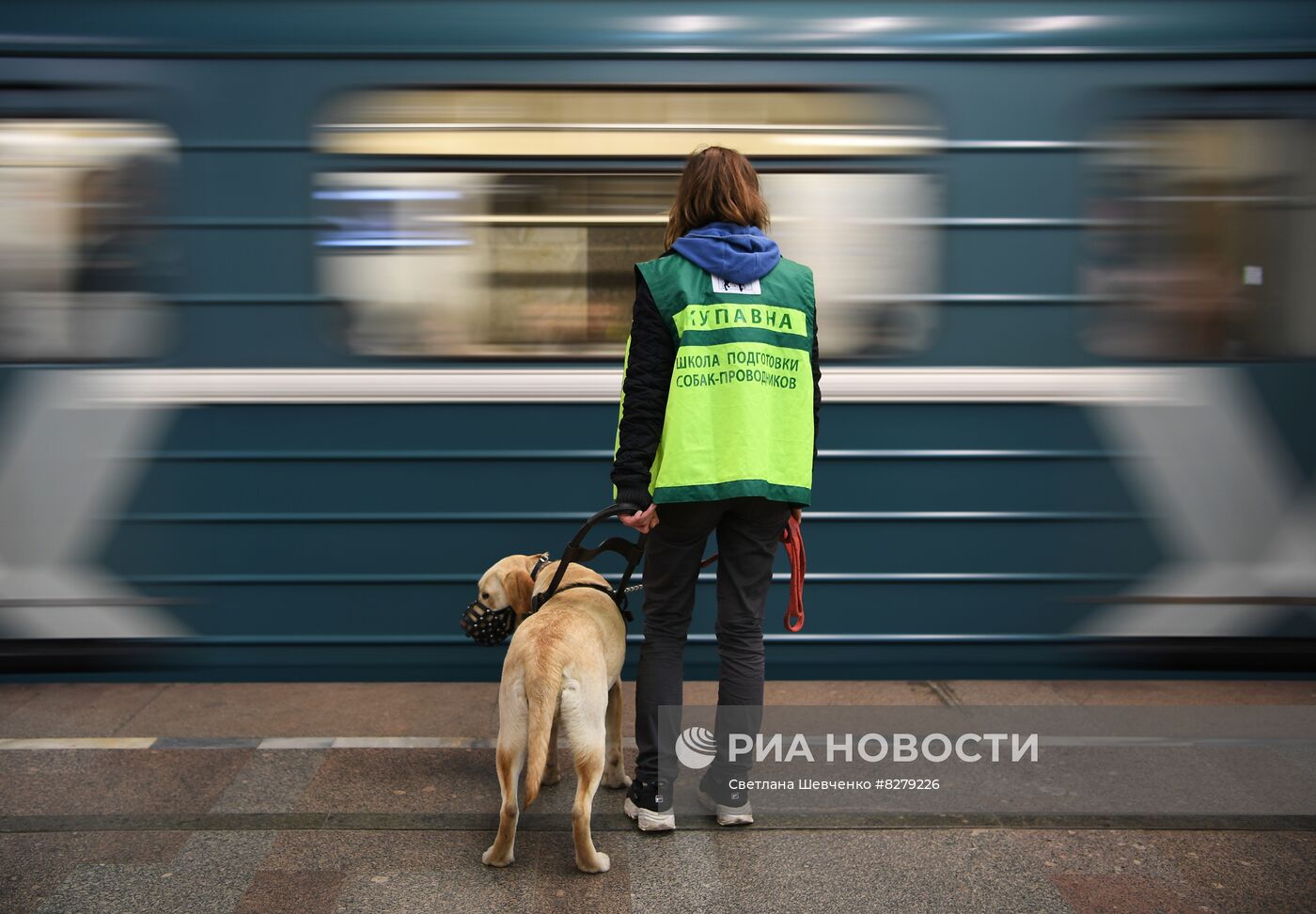 В метро возобновили обучение собак проводников. Собака проводник. Пёс пассажир. Пассажир с собакой фото. Служба собак проводников.