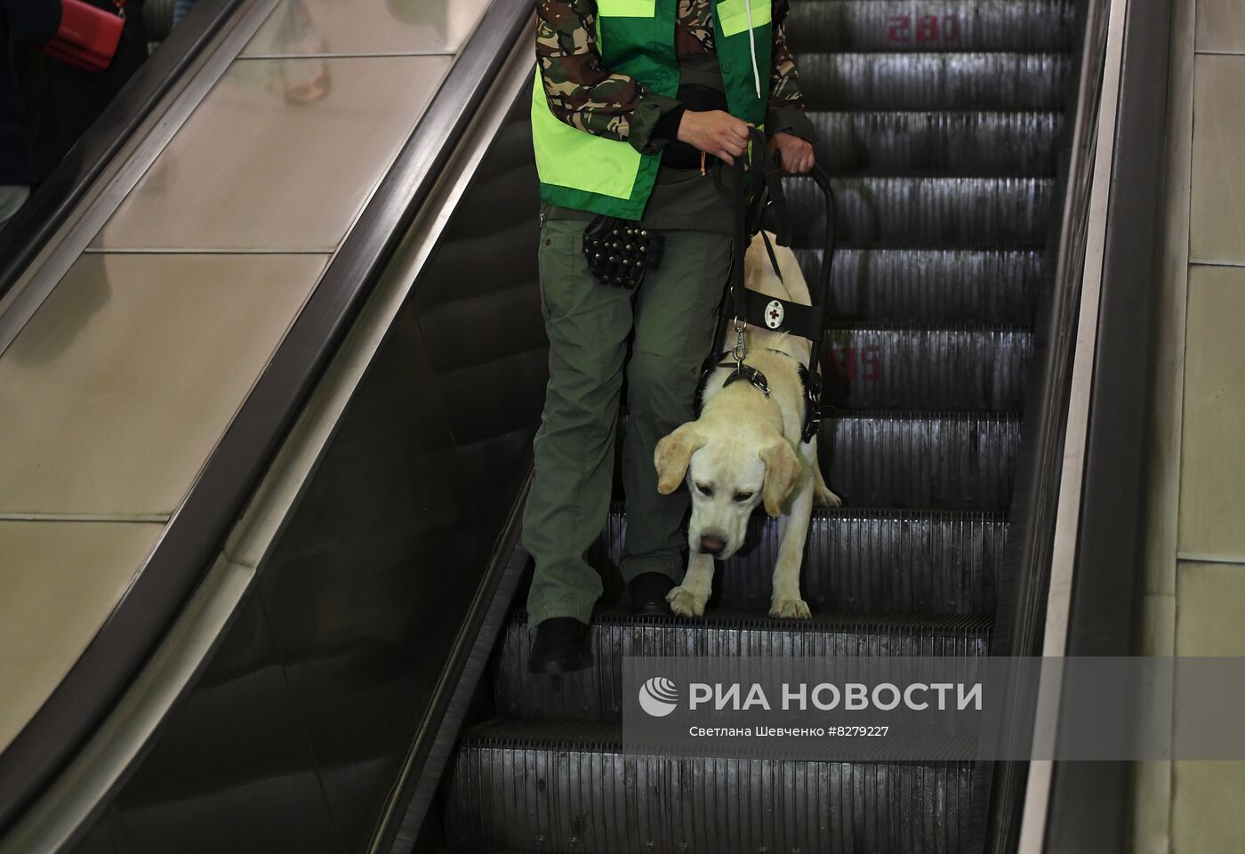 Подготовка собак - проводников 