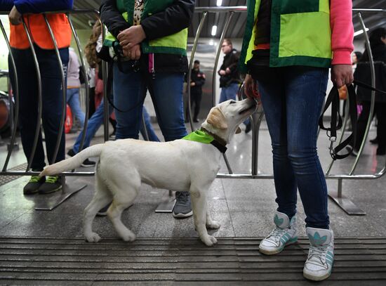 Подготовка собак - проводников 