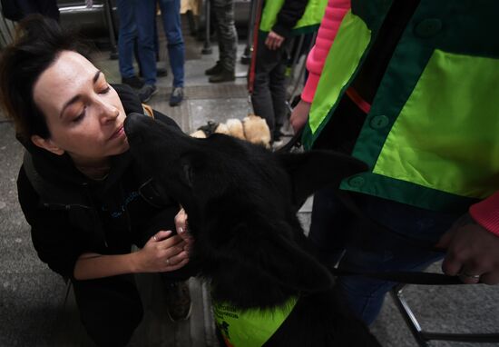 Подготовка собак - проводников 