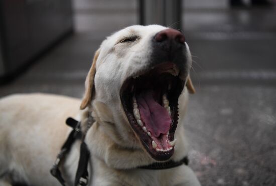 Подготовка собак - проводников 