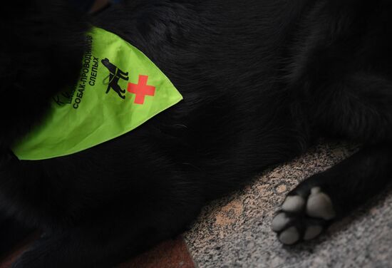 Подготовка собак - проводников 