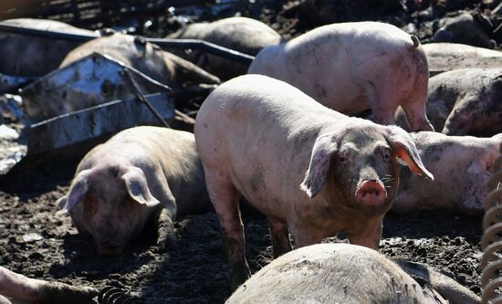 Последствия обстрелов в Запорожской области