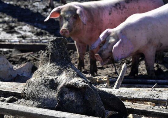 Последствия обстрелов в Запорожской области