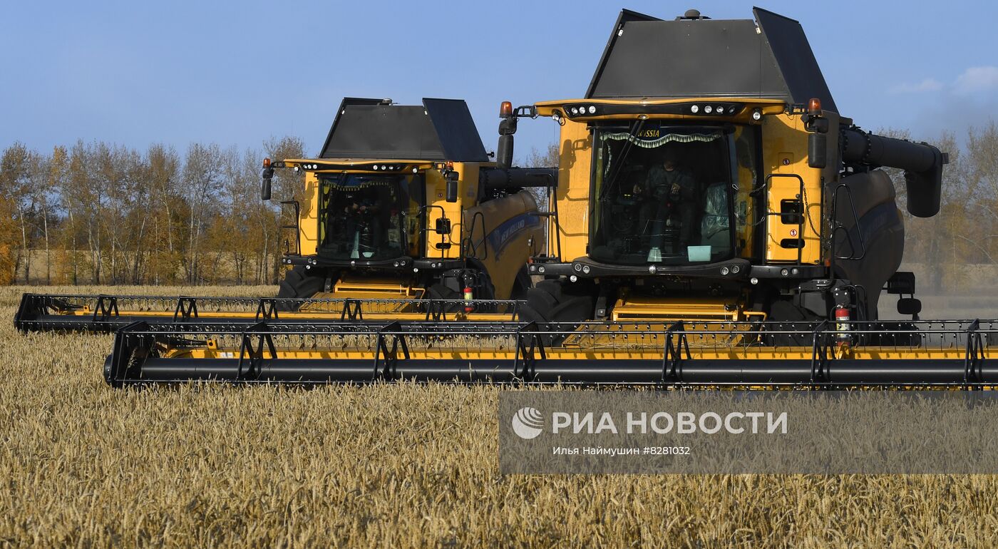 Уборка урожая пшеницы в Красноярском крае