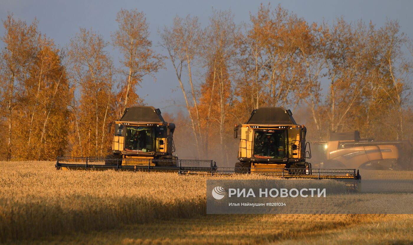 Уборка урожая пшеницы в Красноярском крае