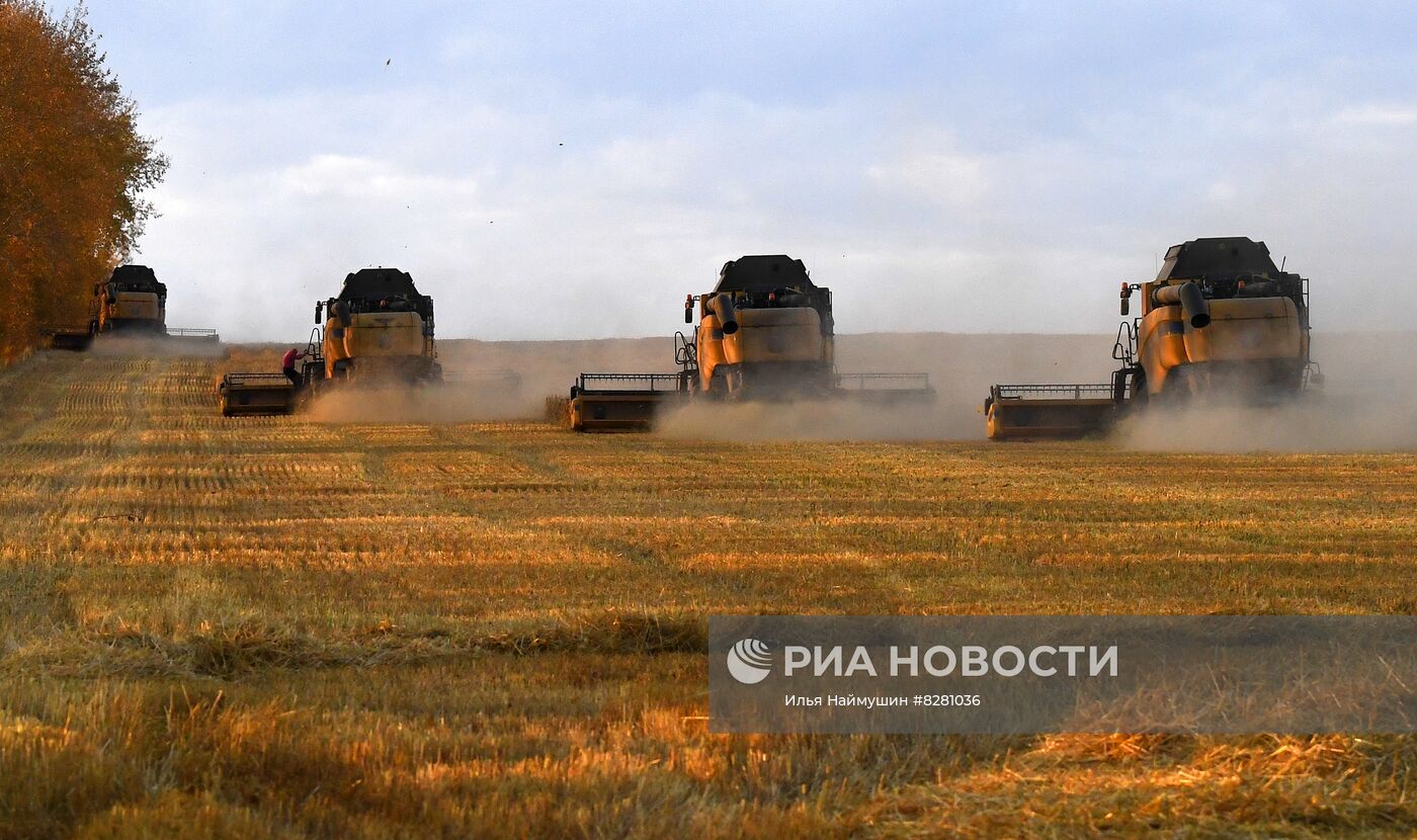 Уборка урожая пшеницы в Красноярском крае