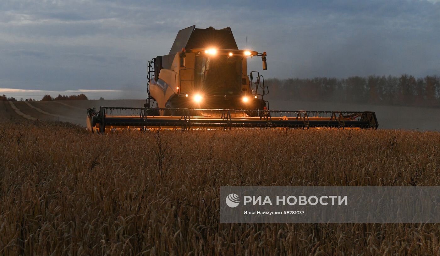 Уборка урожая пшеницы в Красноярском крае