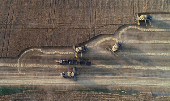 Уборка урожая пшеницы в Красноярском крае