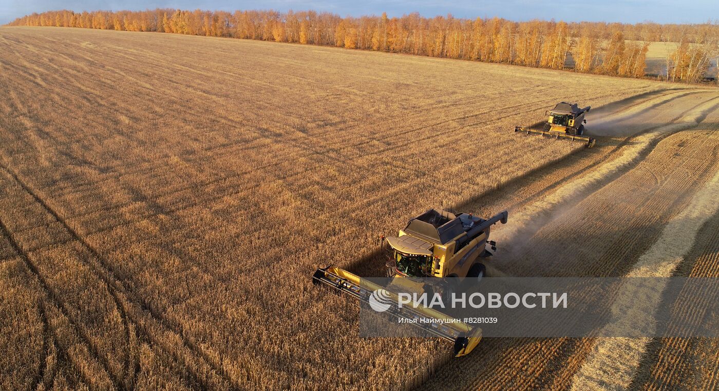 Уборка урожая пшеницы в Красноярском крае