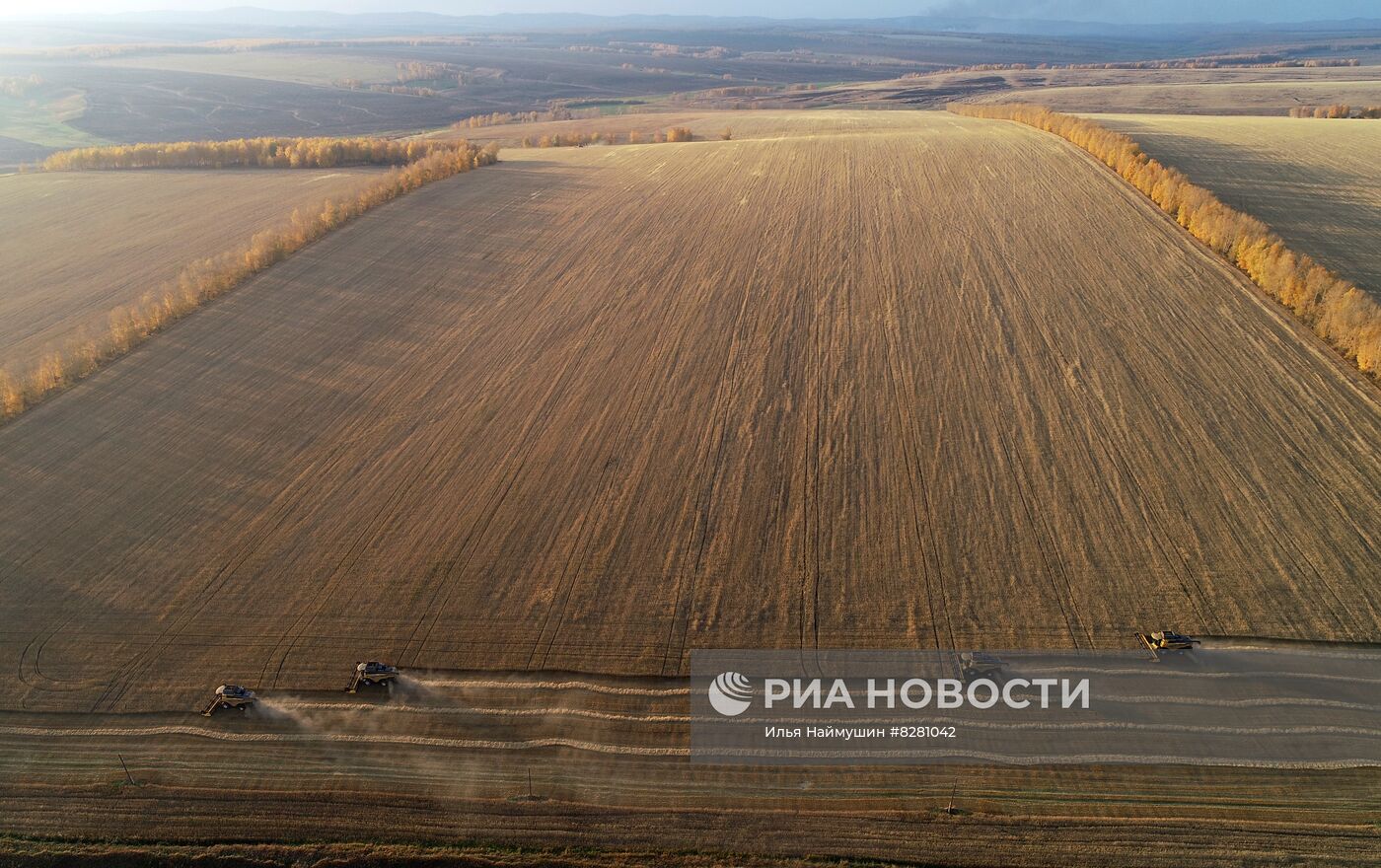 Уборка урожая пшеницы в Красноярском крае