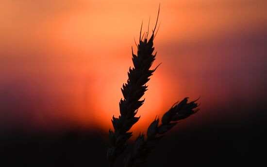 Уборка урожая пшеницы в Красноярском крае