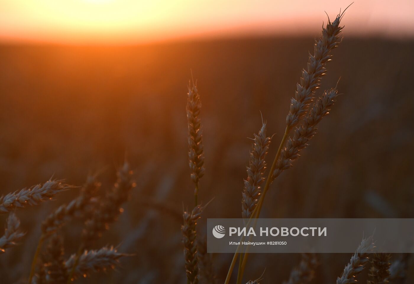 Уборка урожая пшеницы в Красноярском крае