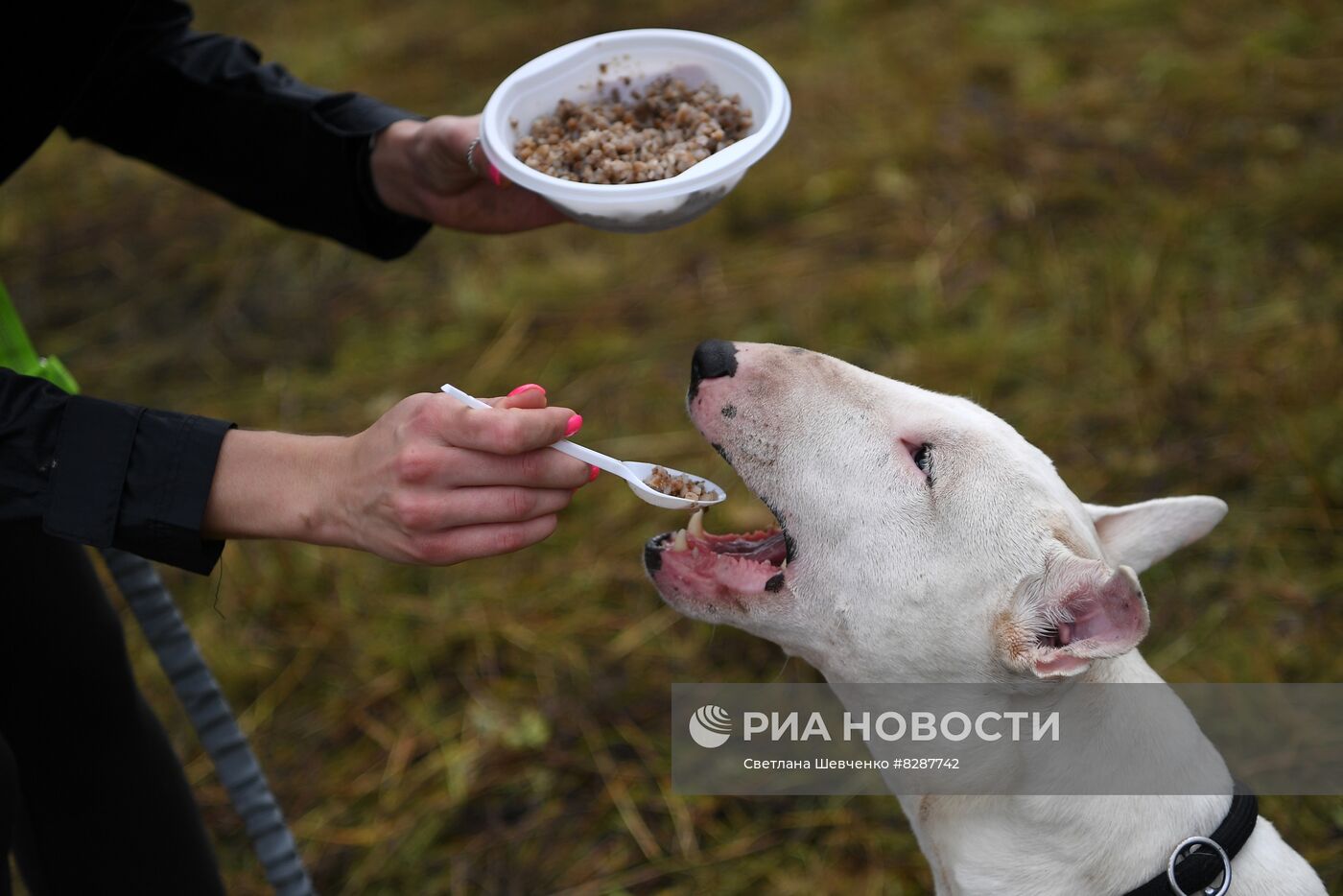 Кросс "Быстрый пёс"