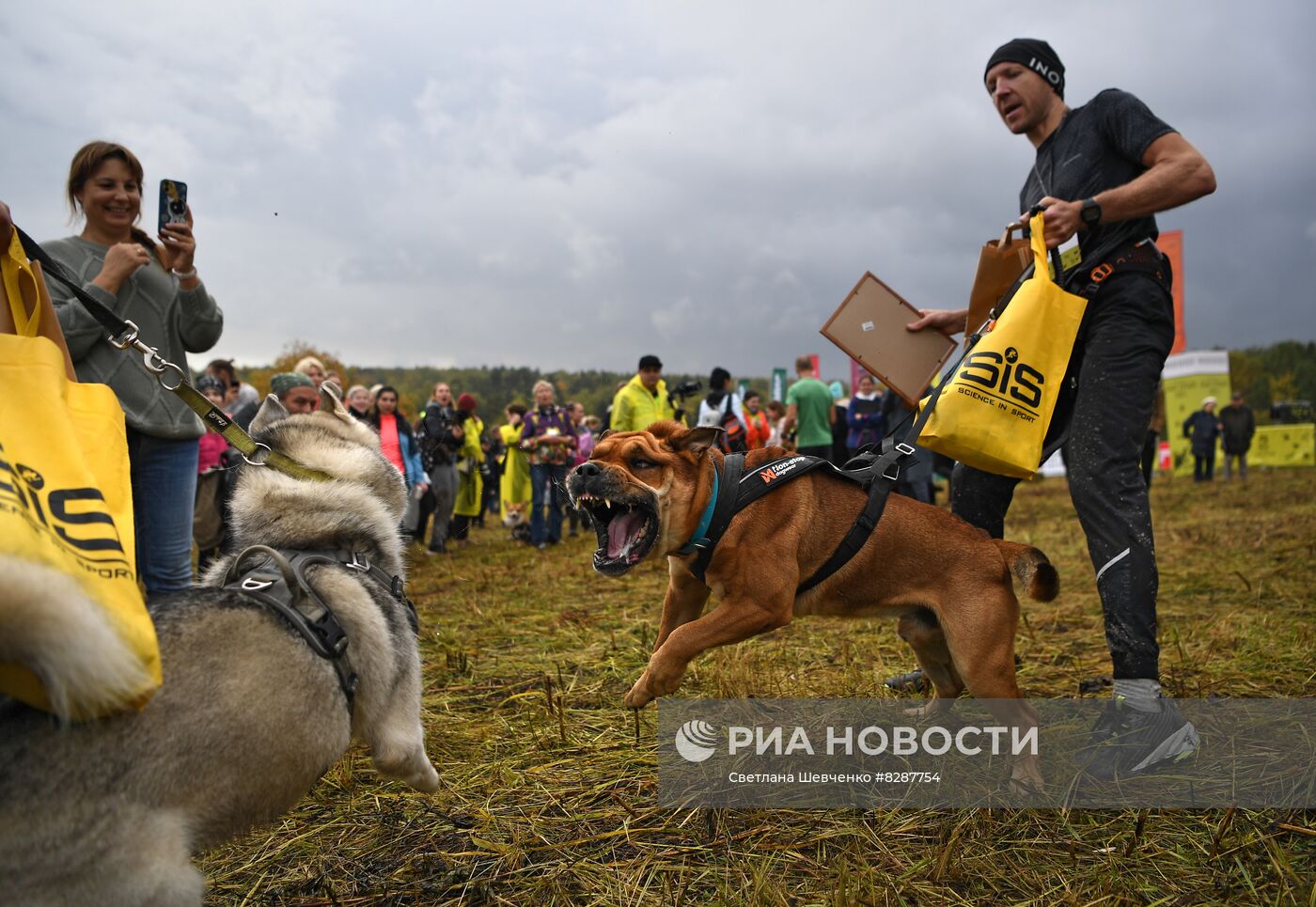 Кросс "Быстрый пёс"