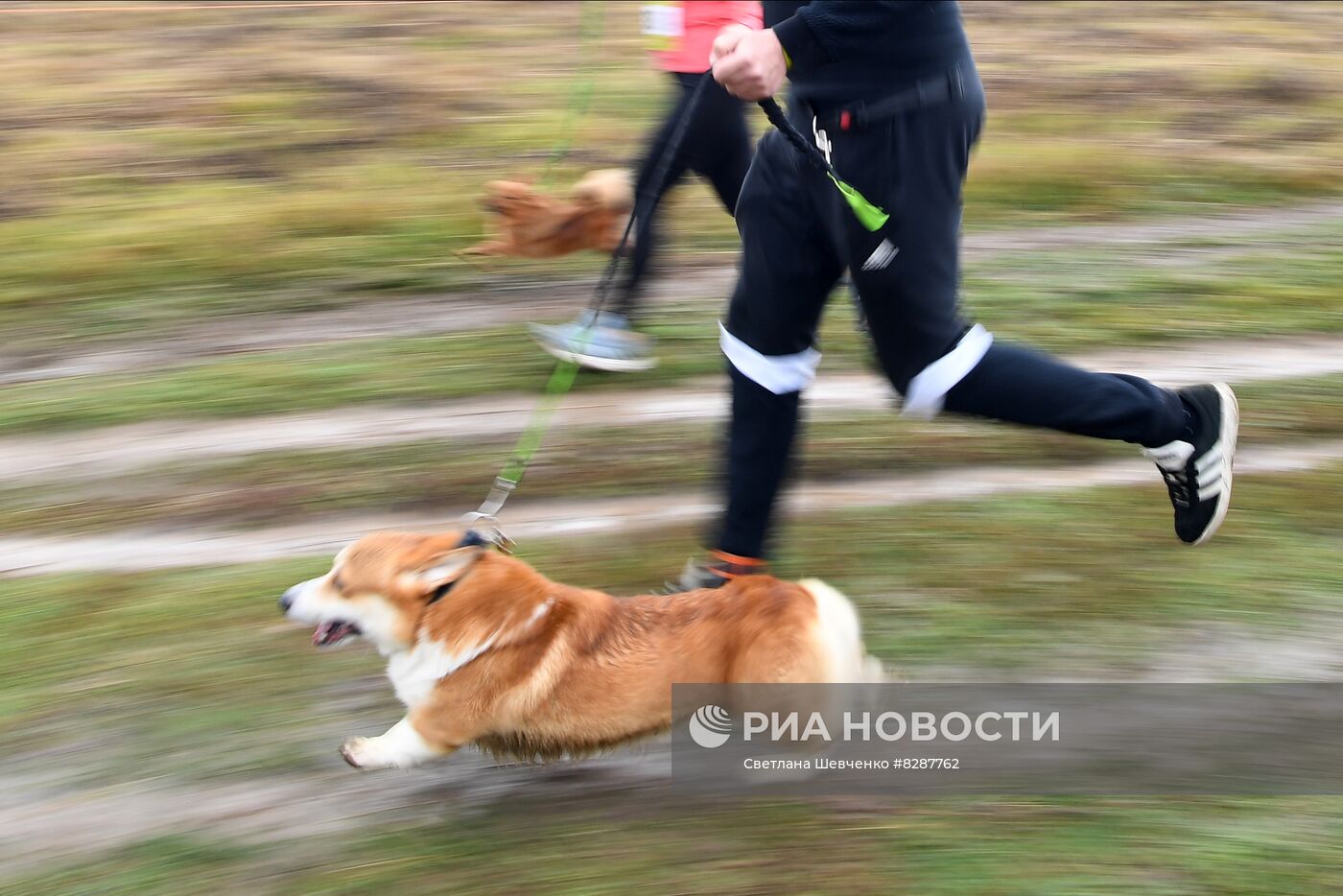 Кросс "Быстрый пёс"