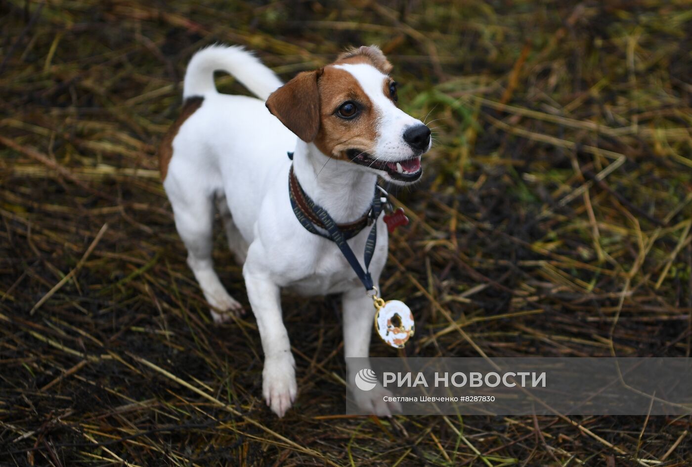 Кросс "Быстрый пёс"