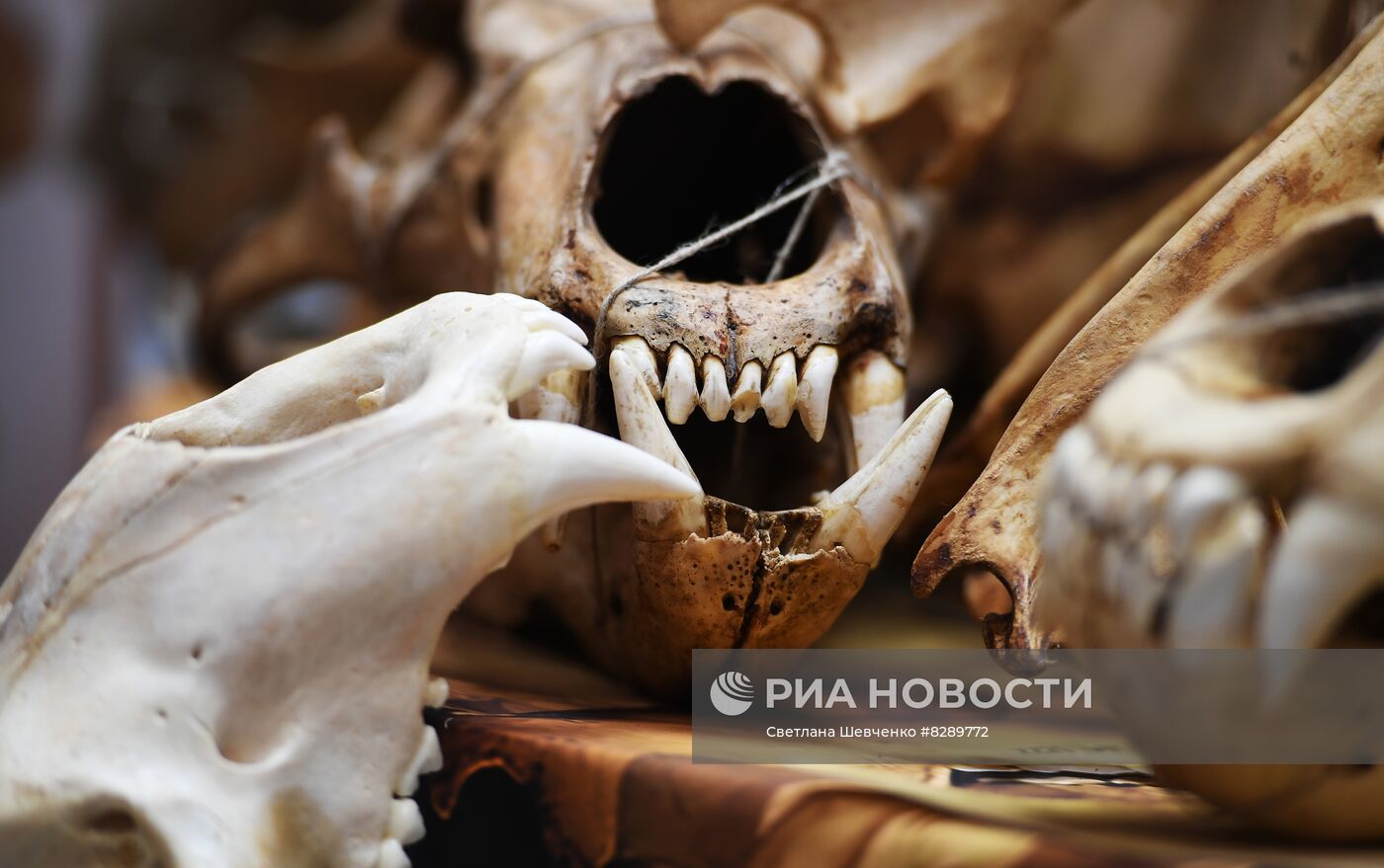Хранилища Дарвиновского музея