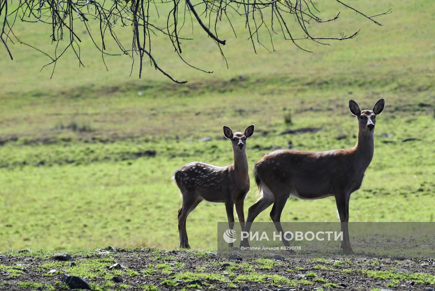 Экопарк "Леопарды на Гамова" в Приморском крае