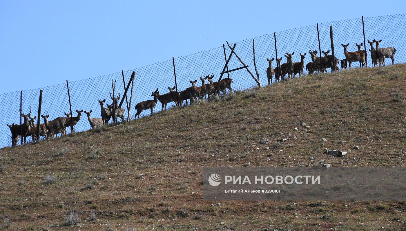 Экопарк "Леопарды на Гамова" в Приморском крае