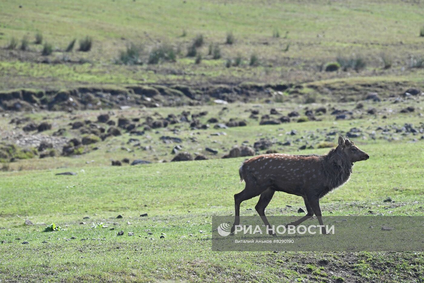 Экопарк "Леопарды на Гамова" в Приморском крае