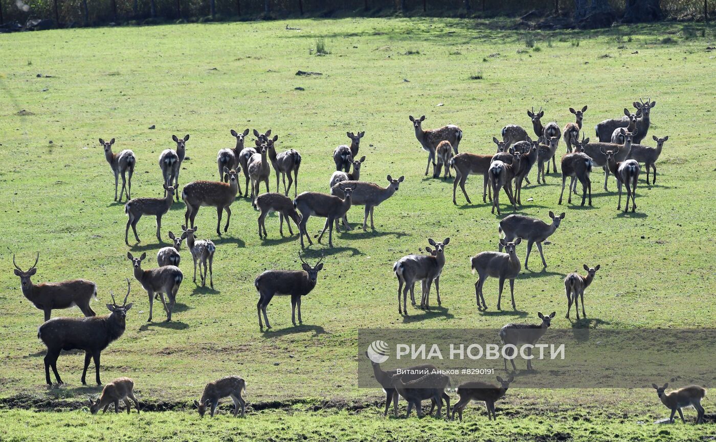 Экопарк "Леопарды на Гамова" в Приморском крае