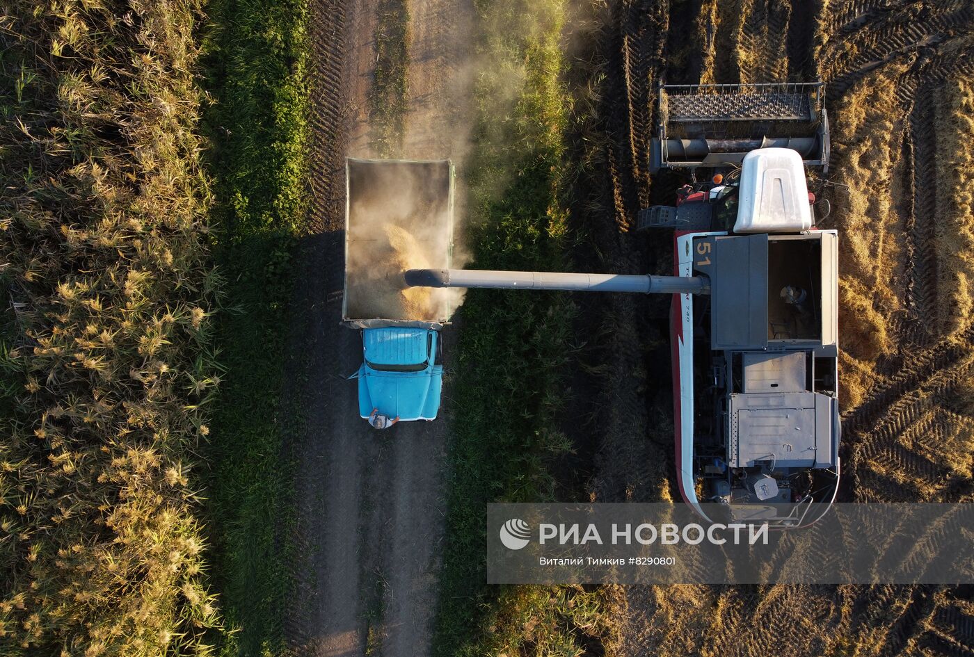 Производство риса в Краснодарском крае