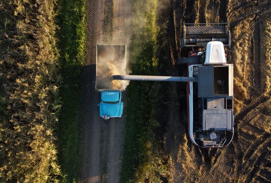 Производство риса в Краснодарском крае