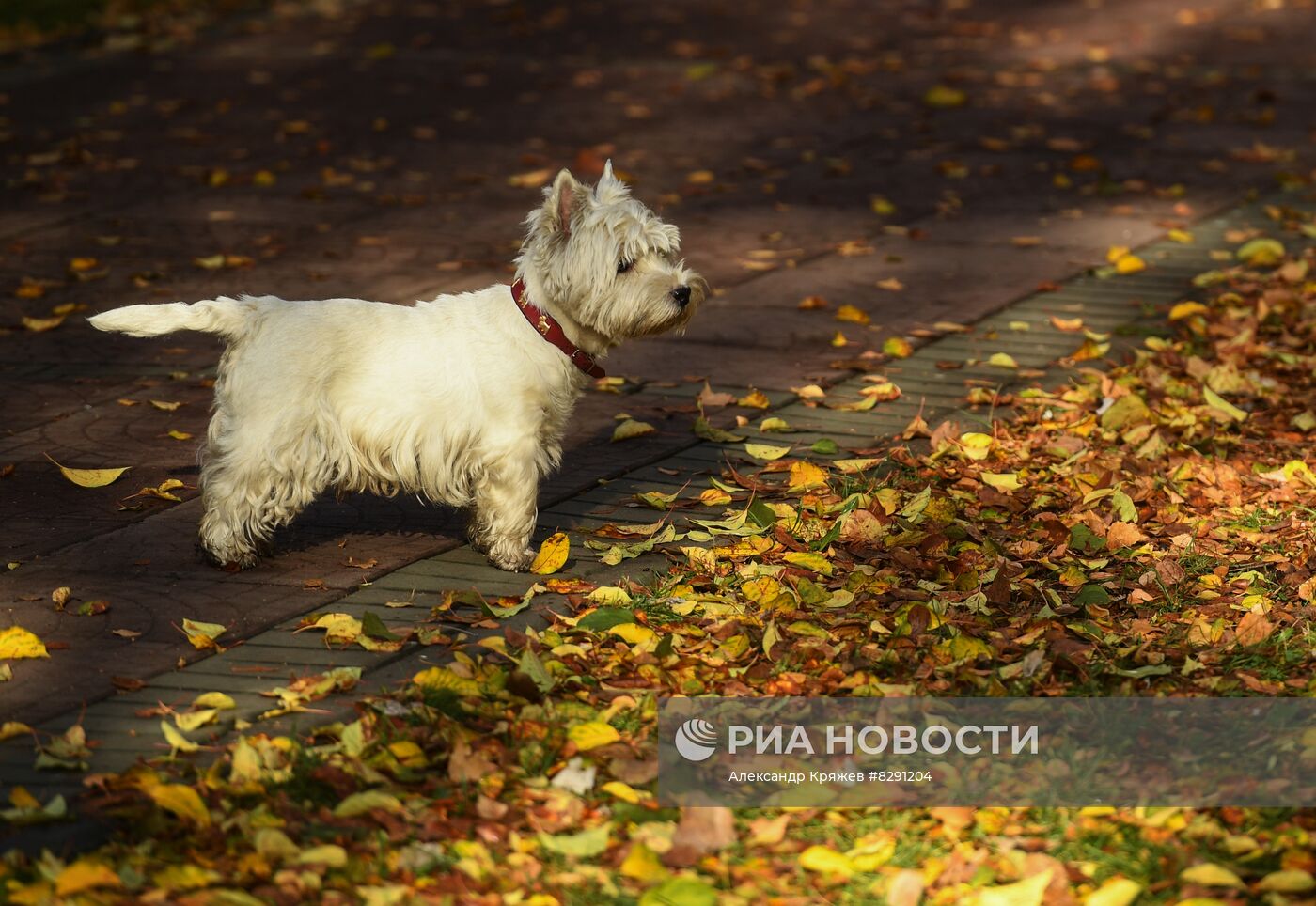 Золотая осень в России