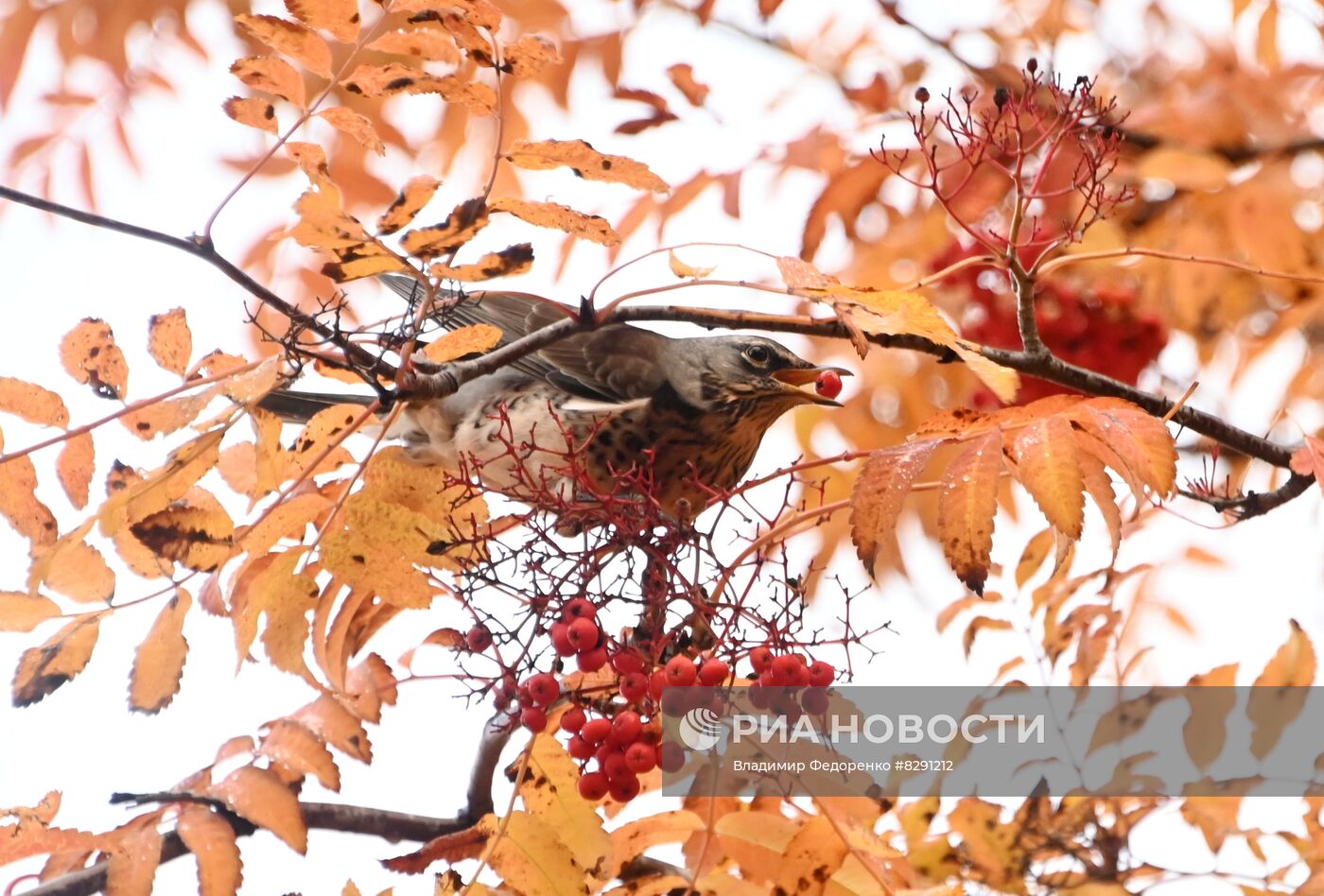 Золотая осень в России