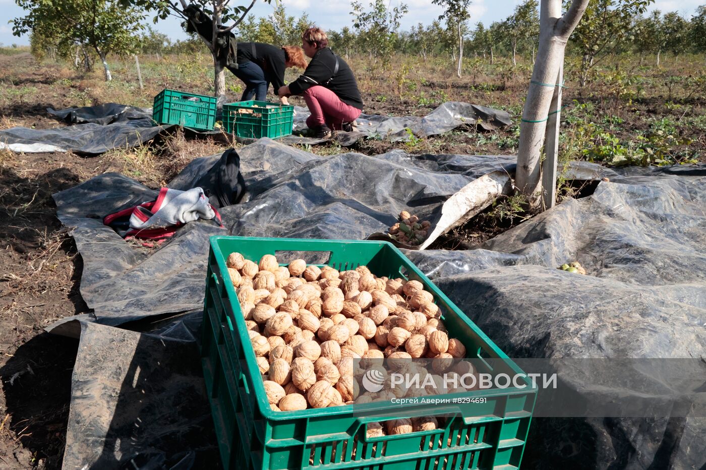 Сбор урожая орехов в ДНР