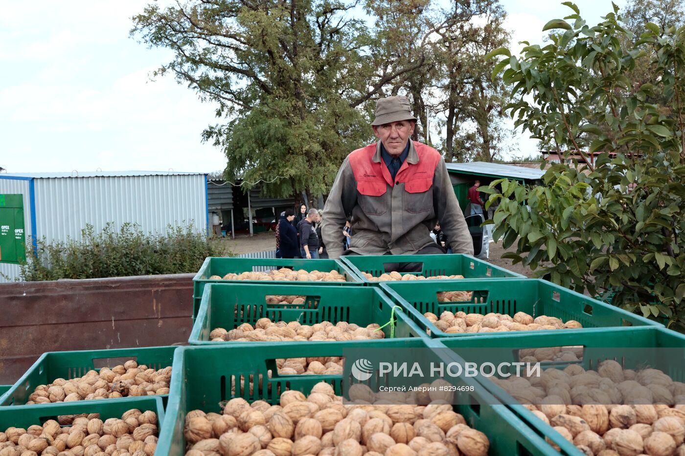 Сбор урожая орехов в ДНР