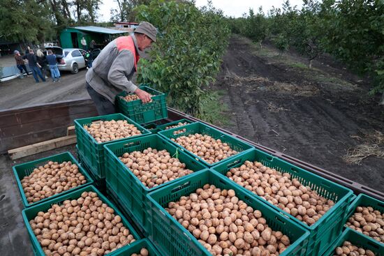 Сбор урожая орехов в ДНР