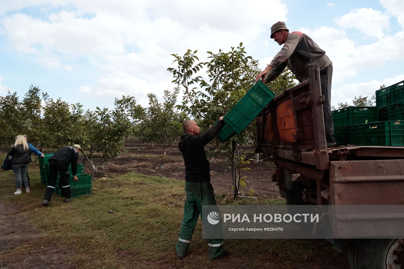 Сбор урожая орехов в ДНР
