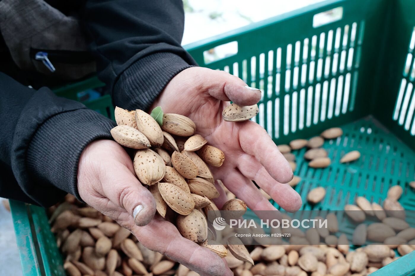 Сбор урожая орехов в ДНР