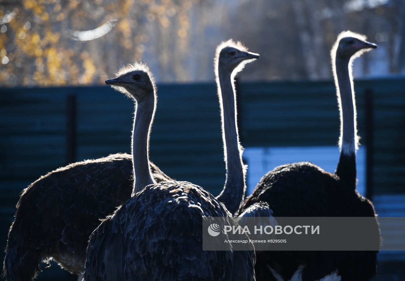 Страусиная ферма в Новосибирской области 