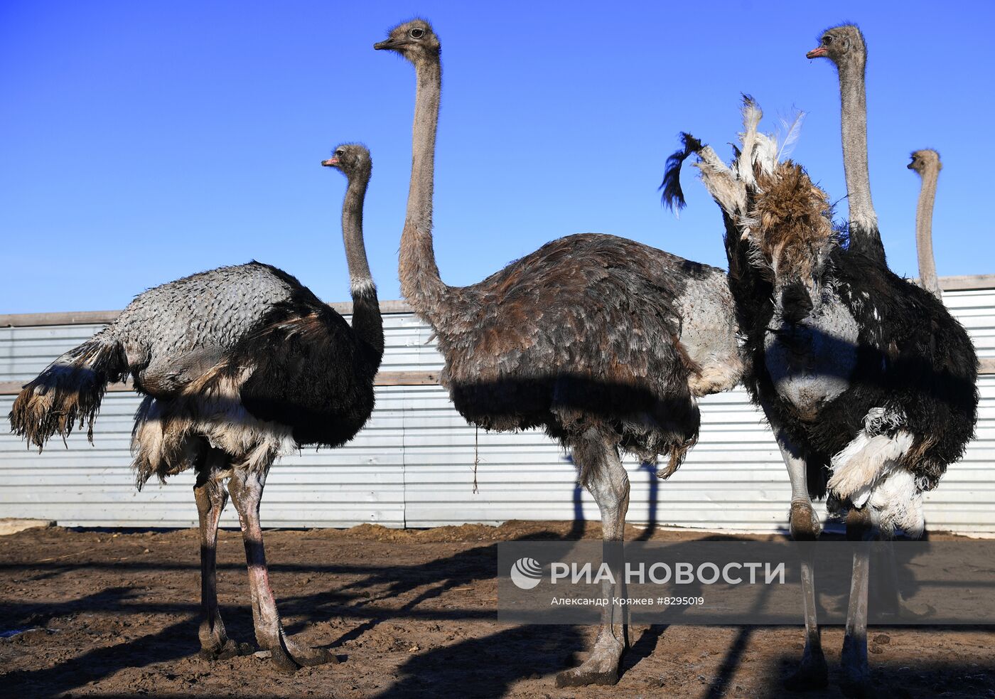 Страусиная ферма в Новосибирской области 