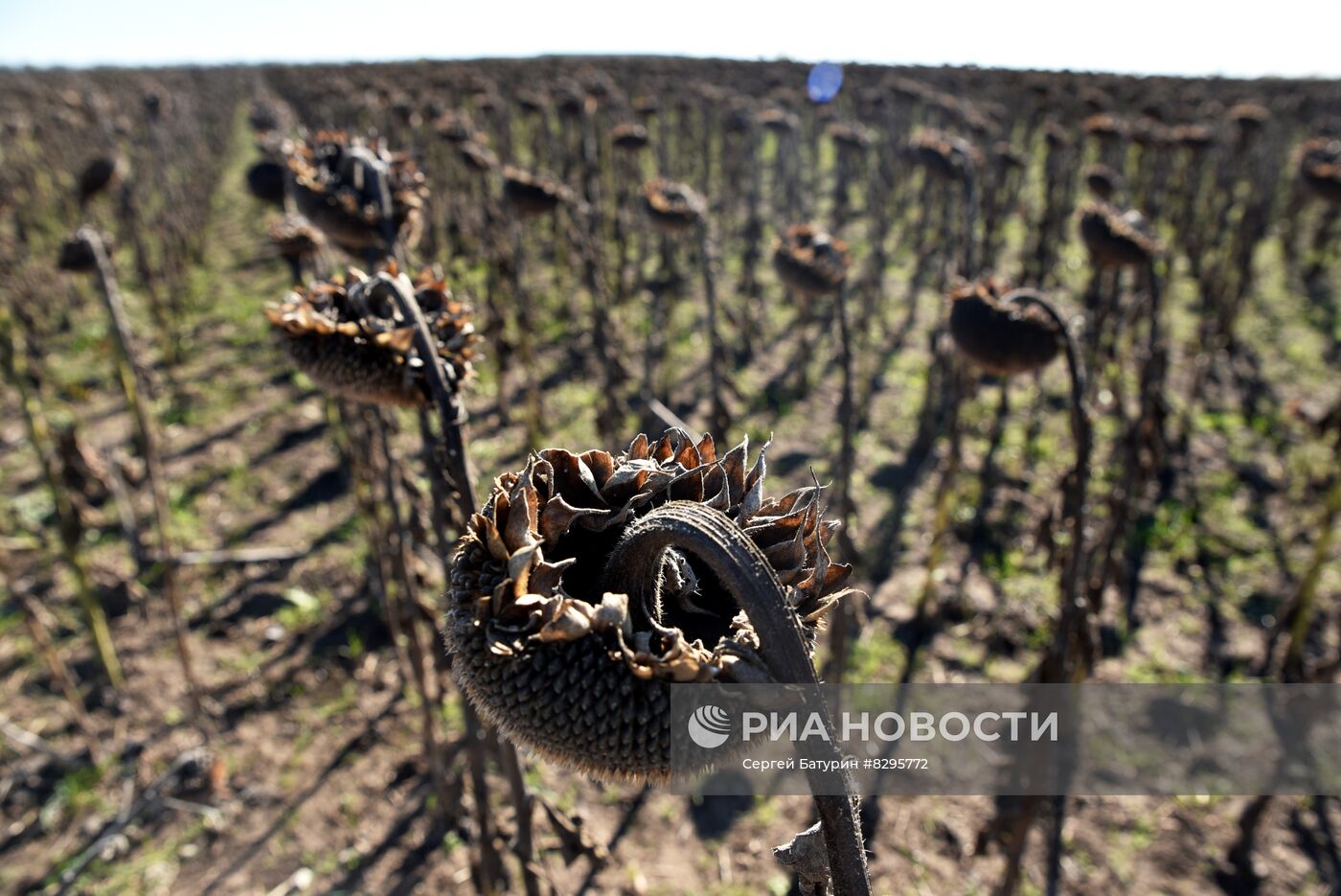 Осенние полевые работы в ДНР