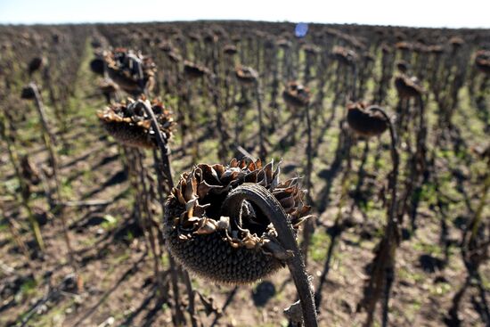 Осенние полевые работы в ДНР