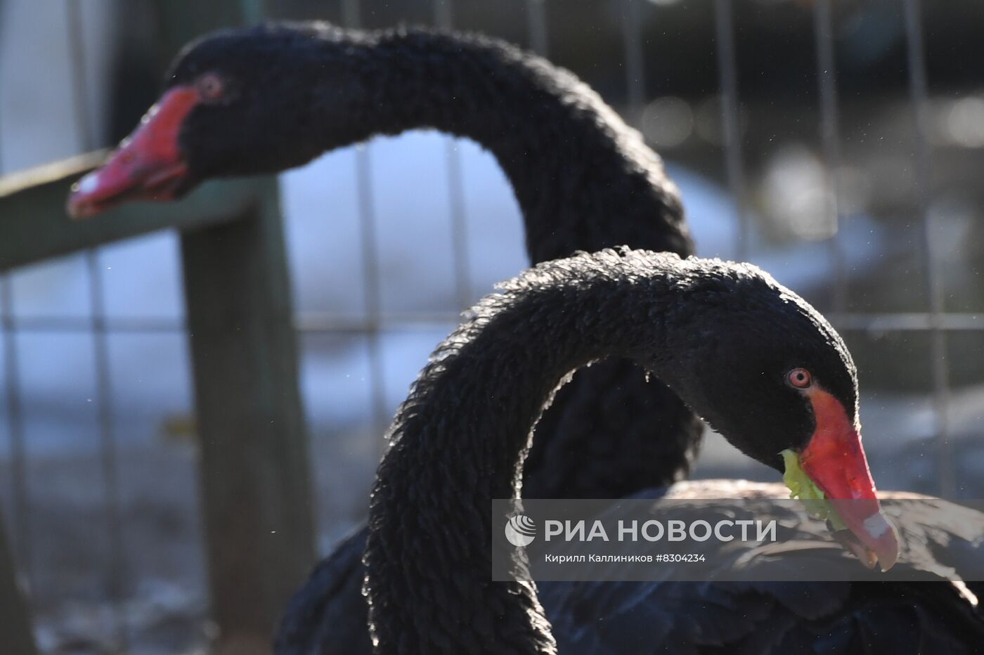 Центр реабилитации диких животных