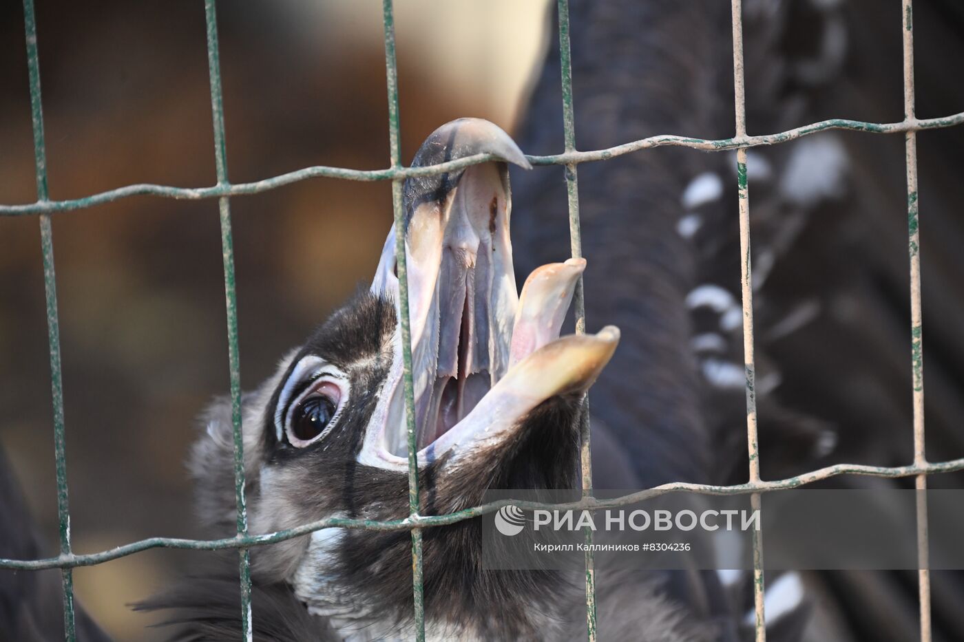 Центр реабилитации диких животных