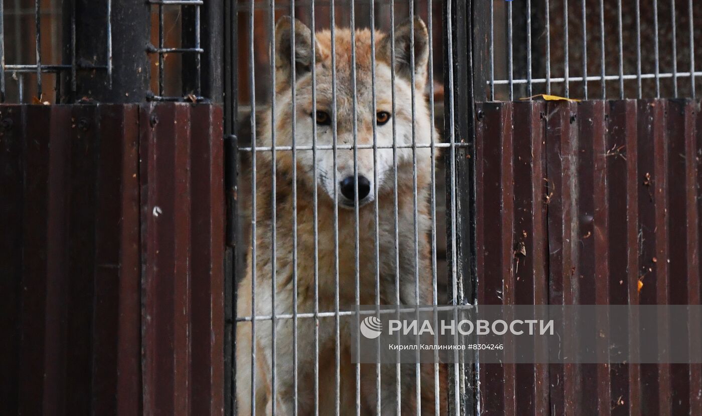 Центр реабилитации диких животных