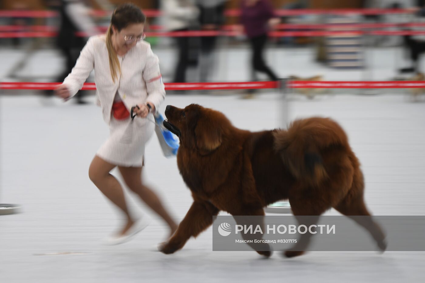 Национальные выставки собак-2022 в Казани