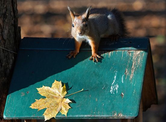 Парк Сосновка в Санкт-Петербурге