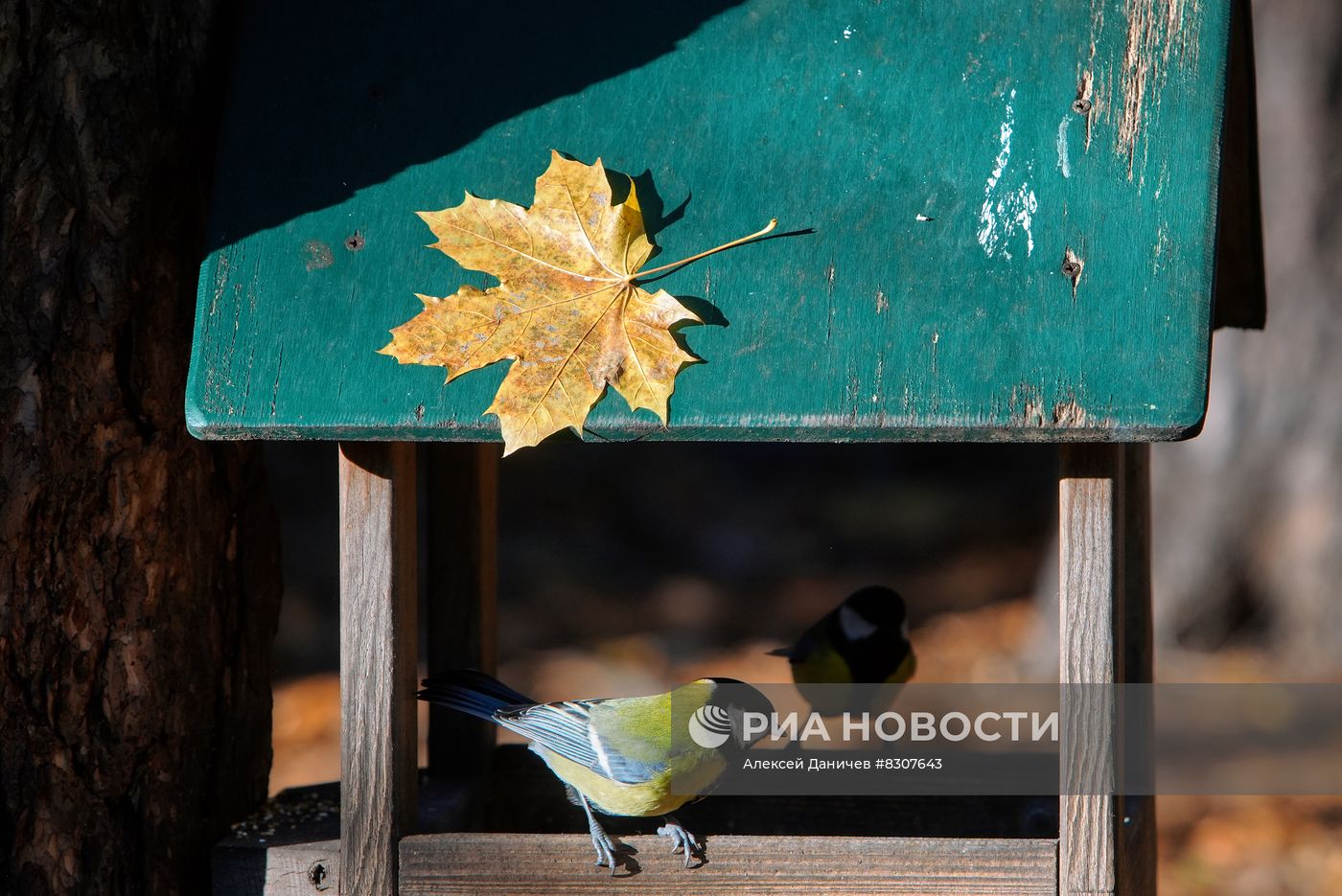 Парк Сосновка в Санкт-Петербурге