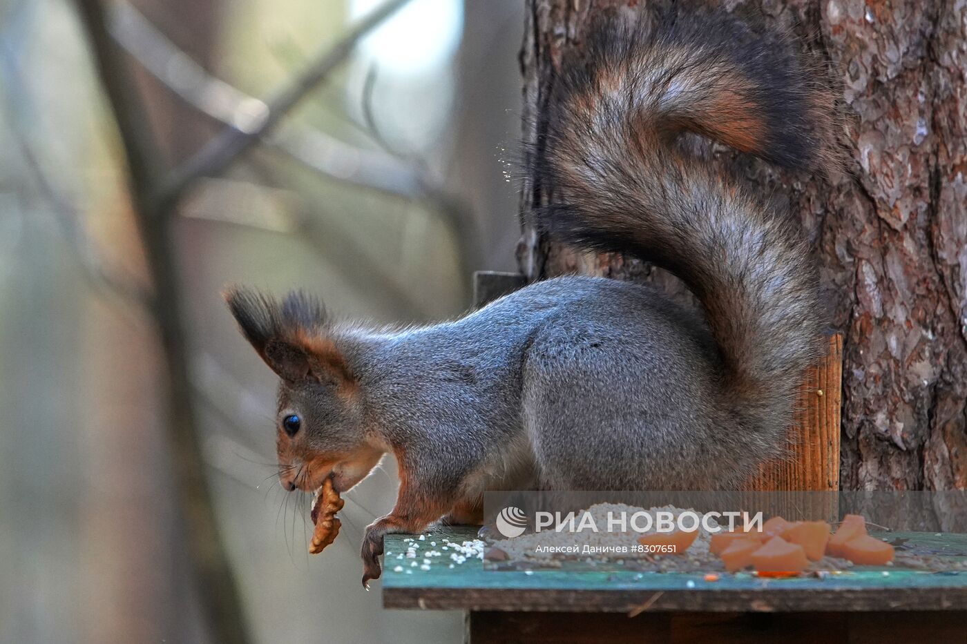 Парк Сосновка в Санкт-Петербурге